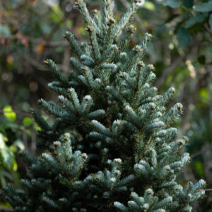 Fraser Fir Christmas Tree