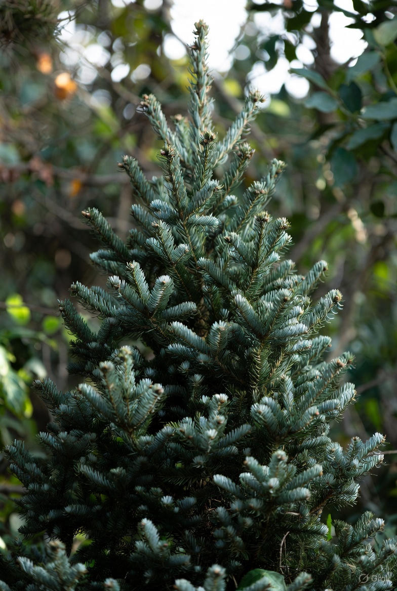 Fraser Fir Christmas Tree