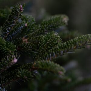 douglas fir, tree, christmas tree